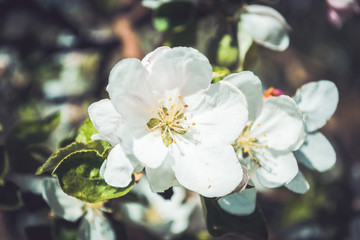 apple tree in spring Highlight