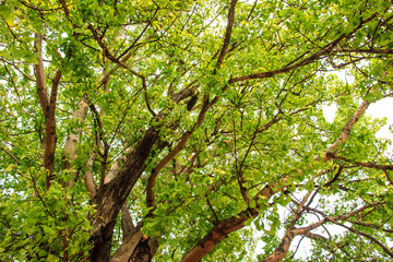 Fototapeta premium Green tree in forest