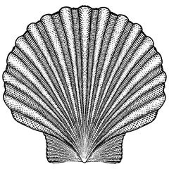 Scallop Illustration