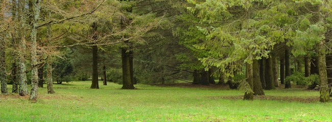Wood in spring