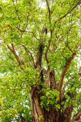 Green tree in forest