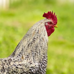 Gefleckter Haushahn / Spotted cock