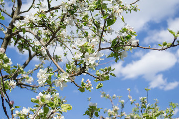 apple tree in spring Highlight