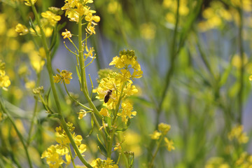 菜の花と蜂