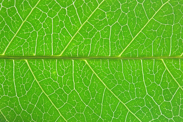 Texture background of fresh green leaf