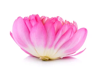 Photo sur Plexiglas fleur de lotus fleur de lotus sur fond blanc
