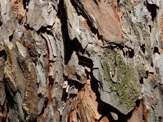 Pine tree bark texture