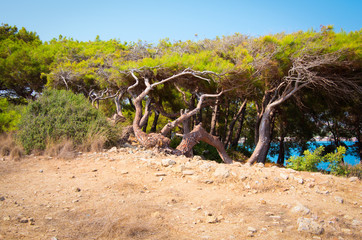 Pines trees, mediterranean nature