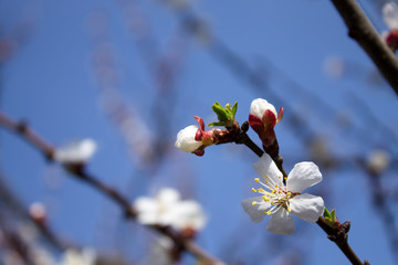 Flowering apricot tree branch against the blue sky. candid photo