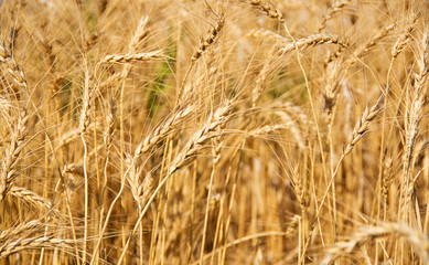 Wheat Field