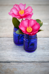 Pink Camelias in blue bottles on wooden background
