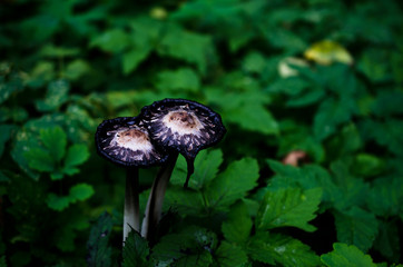 Unusual forest mushrooms