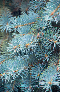 Branches of blue fir tree. Background