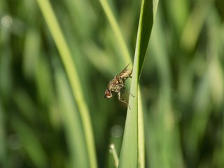 Fly on grass blade