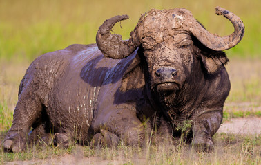 Obraz premium Wild African Buffalo