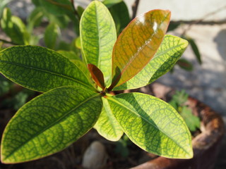 green leaf and flower in park