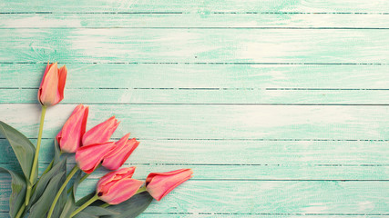 Fresh pink tulips on turquoise painted wooden background.