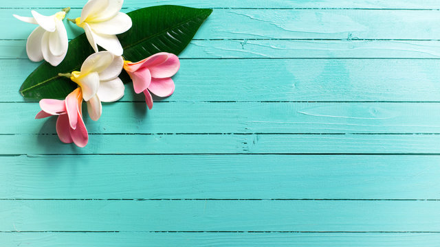 Background with white and pink tropical plumeria flowers on turq