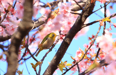メジロと満開の桜