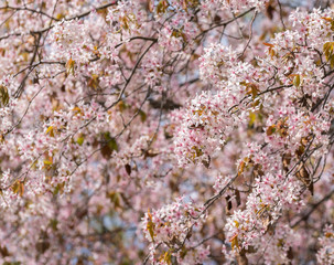 sakura