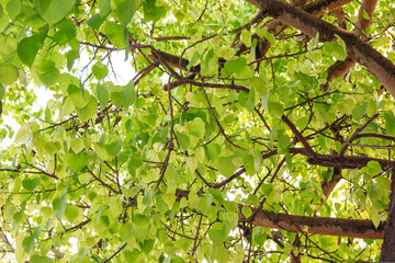 Fototapeta premium Green tree in forest