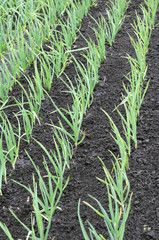 organically cultivated garlic plantation