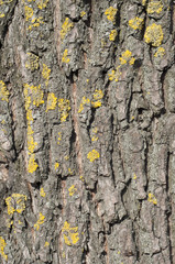 Bark, moss, lichen, textured bark, tree bark background, tree ba