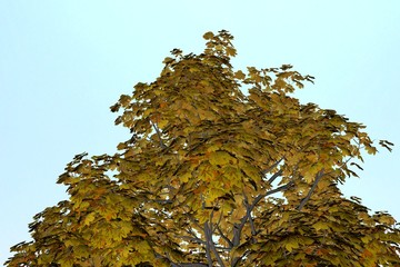 Buckeye Rosskastanie Aesculus hippocastanum on clean Background. Nice 3D Rendering

