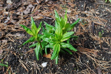 Green shoots of phlox after rain in April. Springtime in the garden.