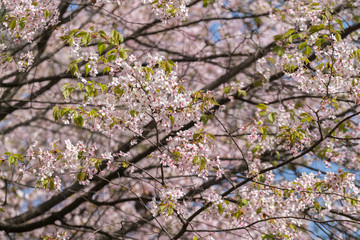 sakura