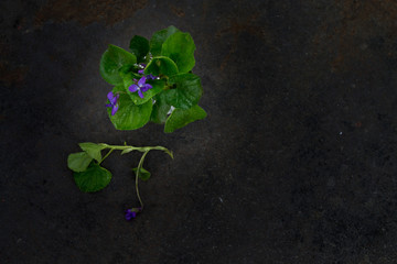 bouquet of violets on a black  metal background. Top view . Toned photo