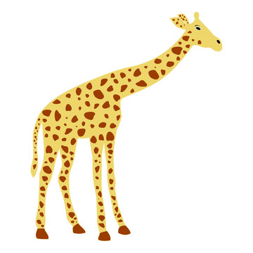 of a cute giraffe