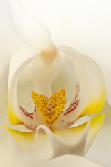 Orchid