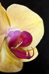 Orchid