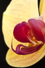 Orchid