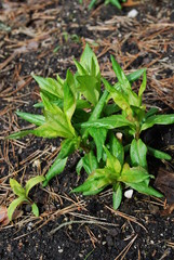 Green shoots of phlox after rain in April. Springtime in the garden.