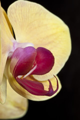 Orchid