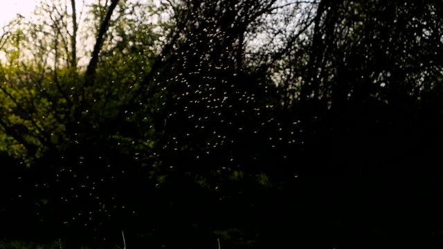 Swarm of Insects Moving in Sunshine