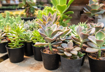 Cactus  farm in greenhouse.