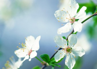 white cherry tree flower in spring