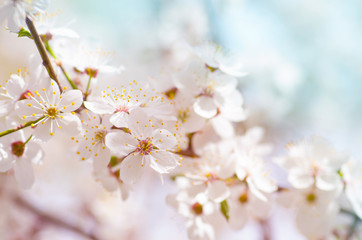 white cherry tree flower in spring