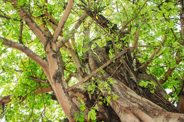 Green tree in forest