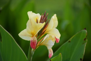Yellow Canna Flower on morning
