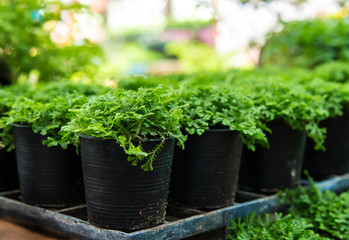 flower  pot in greenhouse.