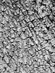 black and white bark tree texture
