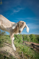 Baby goat grazing outdoor