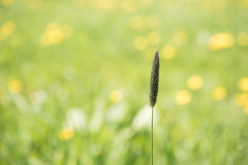 A grass stalk before soft background