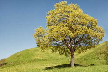 Fototapeta premium Frühlingserwachen am Riegsee