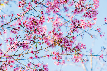 Cherry Blossum Flowers at Chiangmai Province