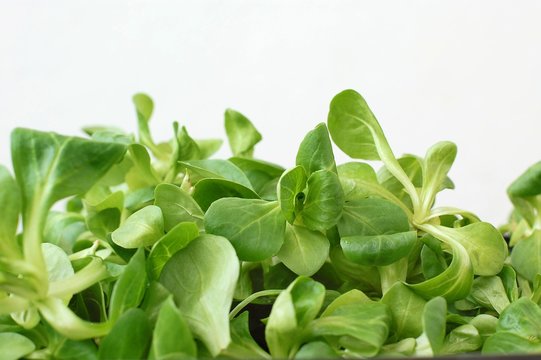 Green lamb´s lettuce on the white background